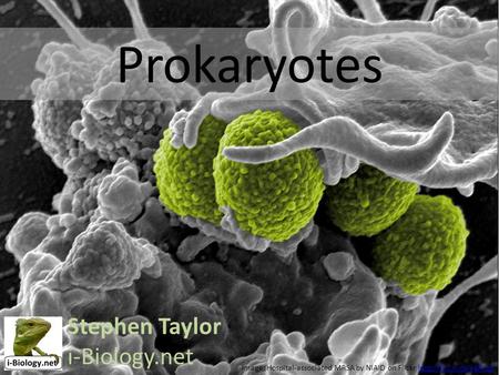 Prokaryotes Stephen Taylor i-Biology.net