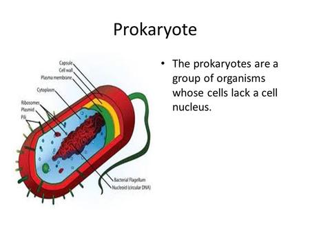 Prokaryote The prokaryotes are a group of organisms whose cells lack a cell nucleus.