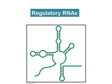Regulatory RNAs. Bacterial sRNAs bind to mRNAs and trigger degradation or regulate translation.