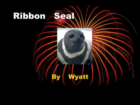 Ribbon Seal By Wyatt MAMMAL It has a backbone. It has fur. It breaths air. It is warm blooded.