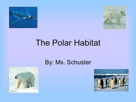 The Polar Habitat By: Ms. Schuster.