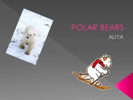  Have you ever seen a yellowish white bear? You were probably looking at a polar bear. Polar bears are very cool! Polar bears are very cute. Polar bears.