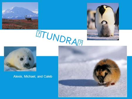 TUNDRA Alexis, Michael, and Caleb. WHERE IS ECOSYSTEM LOCATED?  Located from the Arctic Circle to the North Pole  Three continents; North America, Europe,