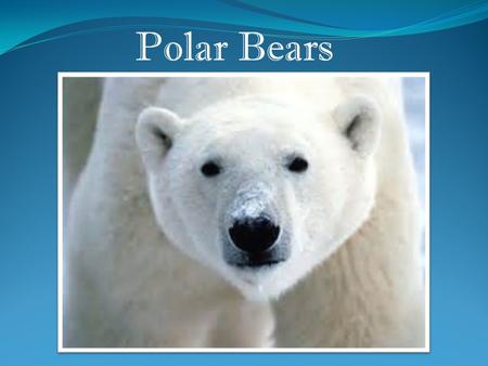 Polar Bears. It is the largest carnivore (meat eater) that lives on land.