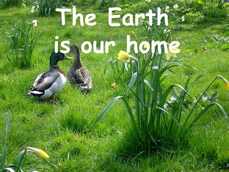 The Earth is our home. These are the names of the environmental problems of today: Littering Air pollution, smog Water pollution Overcrowding, overpopulation.