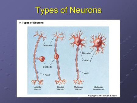 Types of Neurons. The Neuron The Cell Membrane Inside the Neuron.