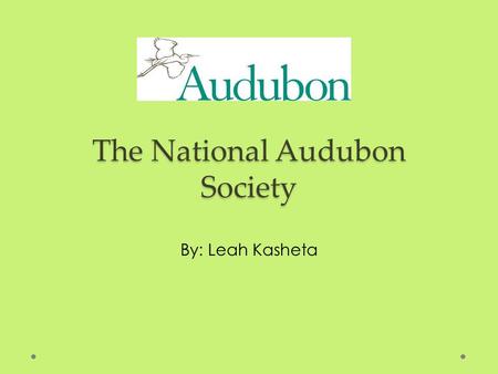 The National Audubon Society By: Leah Kasheta. Their Mission: To conserve and restore natural ecosystems, focusing on birds, other wildlife, and their.