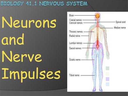 Biology 41.1 nervous System