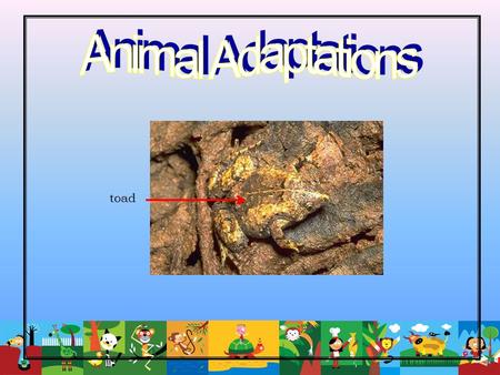 Animal Adaptations toad.