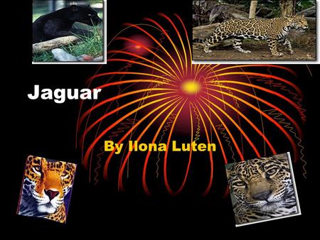 Jaguar By Ilona Luten. There are five different groups of animals with vertebrates. These classifications are: Mammals Fish Reptiles Birds Amphibians.