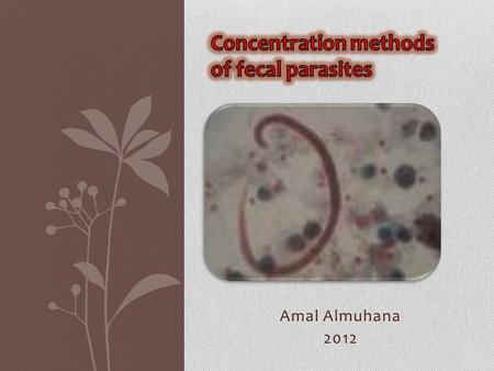 Amal Almuhana 2012.  A concentration technique is performed mainly to separate the parasites from fecal debris.  The concentration procedure not only.