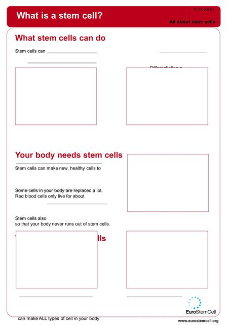 What is a stem cell? What stem cells can do Stem cells can Differentiation = AND Your body needs stem cells Stem cells can make new, healthy cells to Some.