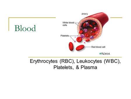 Blood Erythrocytes (RBC), Leukocytes (WBC), Platelets, & Plasma.