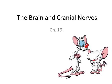 The Brain and Cranial Nerves Ch. 19. Major Brain Subdivisions Cerebrum Diencephalon – Hypothalamus and Thalamus Brain Stem – Midbrain, pons, medulla oblongata.