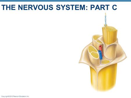 The nervous system: Part C