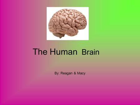 The Human Brain By: Reagan & Macy. The Bigger Brain Male Or Female? Men's brains are scientifically 10% bigger then a women's brain.