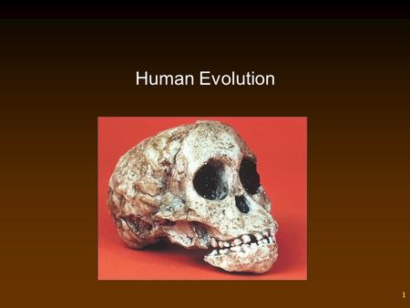 1 Human Evolution. 2 Outline Origin of Life Biological Evolution Common Descent Natural Selection Primates – Human Evolution – Evolution of Modern Humans.