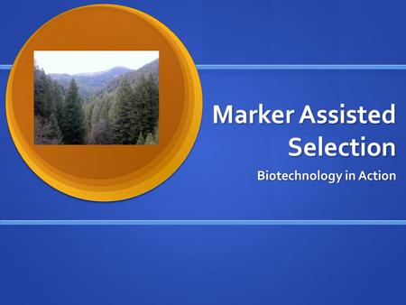 Marker Assisted Selection Biotechnology in Action.