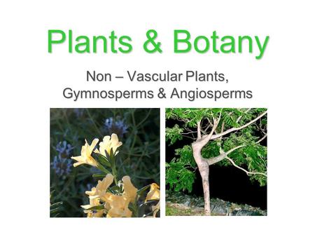 Non – Vascular Plants, Gymnosperms & Angiosperms