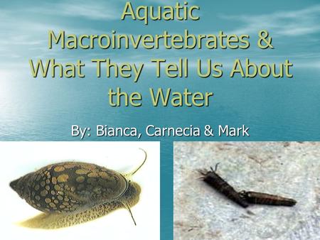 Aquatic Macroinvertebrates & What They Tell Us About the Water By: Bianca, Carnecia & Mark.
