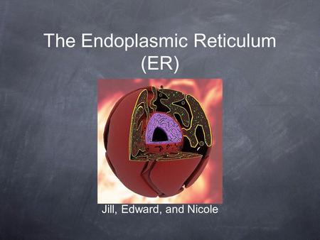 The Endoplasmic Reticulum (ER) Jill, Edward, and Nicole.
