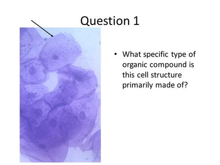 Question 1 What specific type of organic compound is this cell structure primarily made of?