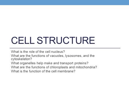 CELL STRUCTURE What is the role of the cell nucleus? What are the functions of vacuoles, lysosomes, and the cytoskeleton? What organelles help make and.