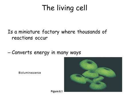The living cell Is a miniature factory where thousands of reactions occur Converts energy in many ways Figure 8.1 Bioluminescence.