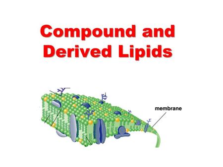 Compound and Derived Lipids. Glycerophospholipids Glycerophospholipids are:   The most abundant lipids in cell membranes.   Composed of glycerol,
