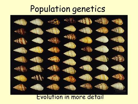 Population genetics Evolution in more detail Populations Group of individuals of the same species in a given area All of the genes in a population =