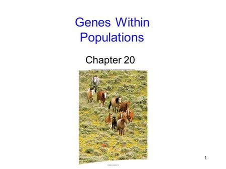 1 Genes Within Populations Chapter 20. 2 Darwin: Evolution is descent with modification Evolution: changes through time 1.Species accumulate difference.