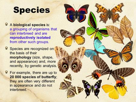 Species A biological species is: a grouping of organisms that can interbreed and are reproductively isolated from other such groups. Species are recognized.