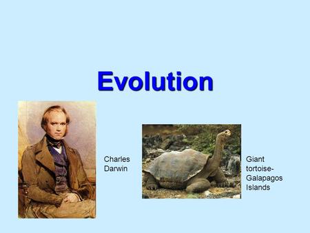 Evolution Charles Darwin Giant tortoise- Galapagos Islands.