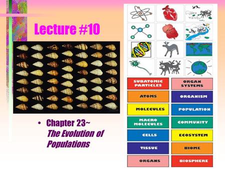 Lecture #10 Chapter 23~ The Evolution of Populations.