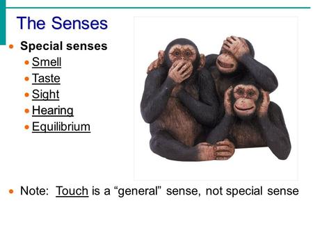 The Senses Special senses Smell Taste Sight Hearing Equilibrium