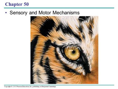 Copyright © 2005 Pearson Education, Inc. publishing as Benjamin Cummings Chapter 50 Sensory and Motor Mechanisms.