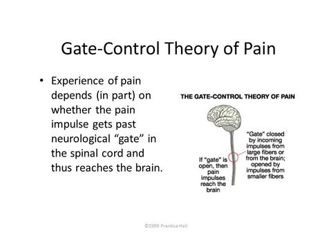©1999 Prentice Hall Gate-Control Theory of Pain Experience of pain depends (in part) on whether the pain impulse gets past neurological “gate” in the spinal.