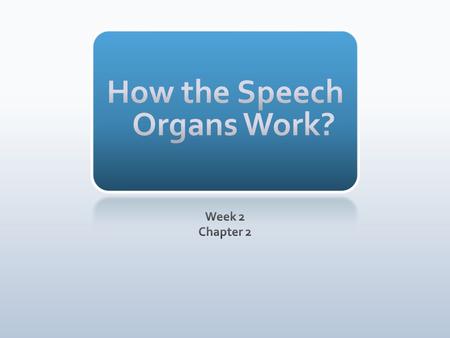 How the Speech Organs Work?