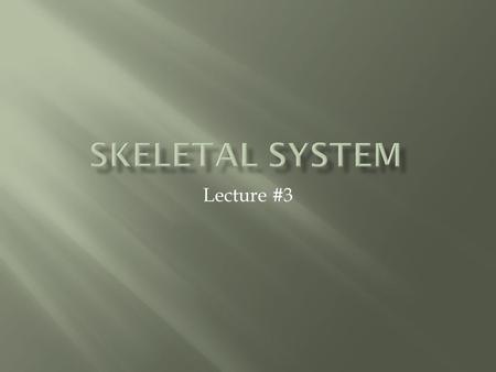 Lecture #3.  Axial skeleton – skull, vertebral column, ribs, sternum  Appendicular skeleton – pectoral girdle, pelvic girdle, limbs.