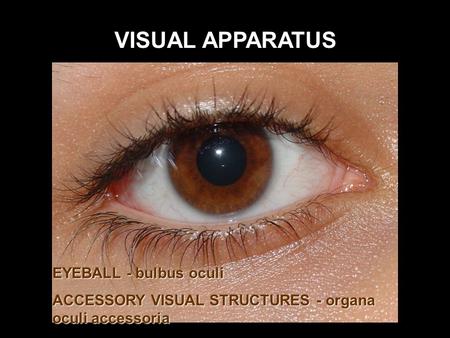 Visual apparatus Oculus et structurae pertinentes Morfology and embryology.  - ppt download
