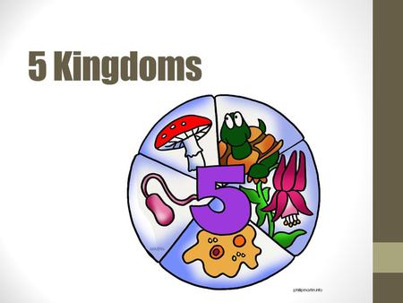 5 Kingdoms Kingdom Monera (“Monerans”) Smallest and simplest lifeforms Unicellular (one-celled) no nucleus Bacteria and cyanobacteria.