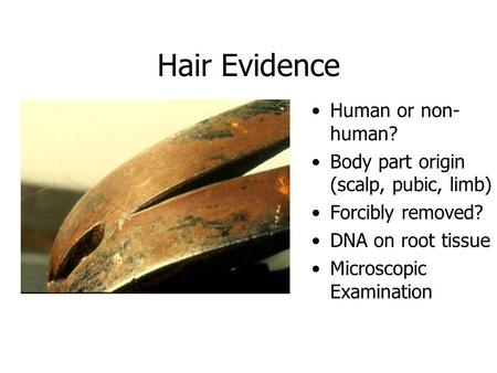 Hair Evidence Human or non- human? Body part origin (scalp, pubic, limb) Forcibly removed? DNA on root tissue Microscopic Examination.