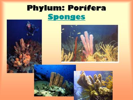 Phylum: Porifera Sponges