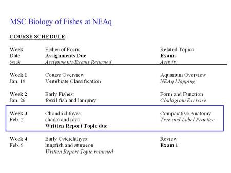 MSC Biology of Fishes at NEAq. Week 3: B. Classes of Fishes Lamprey Chondrichthyes Osteichthyes.