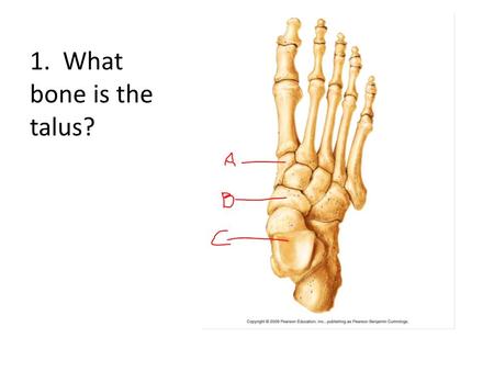 1. What bone is the talus?. 2. Which letter points to the intermediate cuniform?