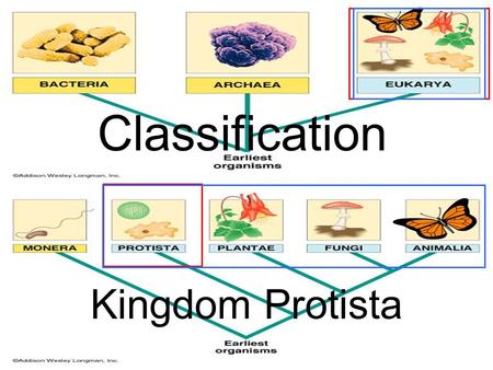 Classification Kingdom Protista.