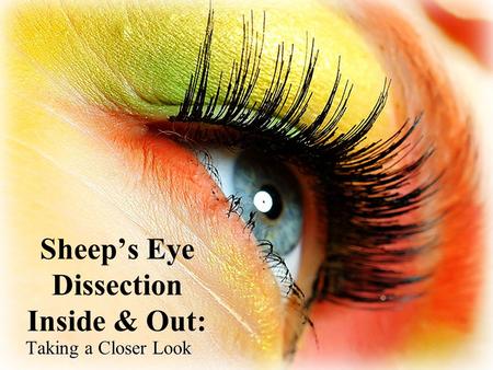Sheep’s Eye Dissection Inside & Out: