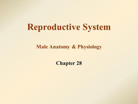 Reproductive System Male Anatomy & Physiology Chapter 28.