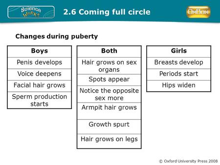 © Oxford University Press 2008 2.6 Coming full circle Changes during puberty Boys Penis develops Voice deepens Facial hair grows Sperm production starts.