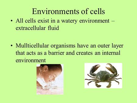 Environments of cells All cells exist in a watery environment – extracellular fluid Mullticellular organisms have an outer layer that acts as a barrier.